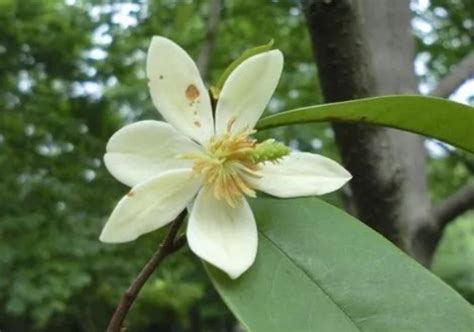 含笑花 風水|含笑花風水：打造幸福生活的秘訣【含笑花風水】 – 香港 算命師。